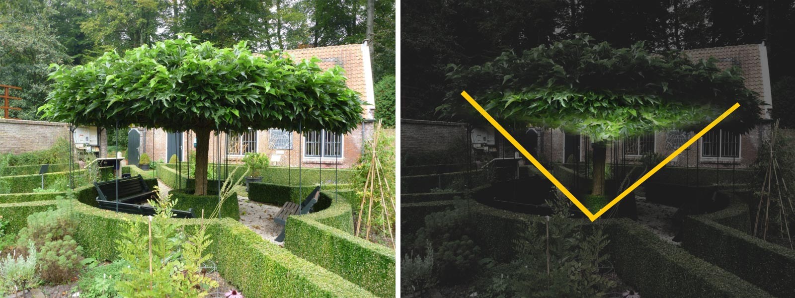 Dakbomen (plataan) aanlichten